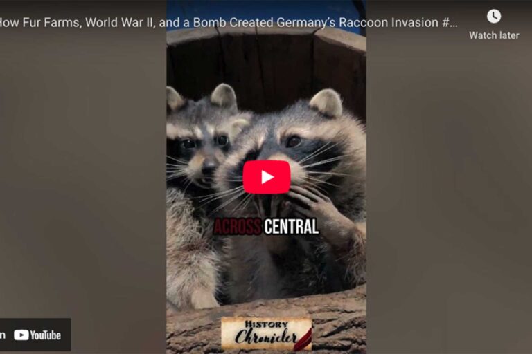 [VIDEO] How Fur Farms, World War II, and a Bomb Created Germany’s Raccoon Invasion